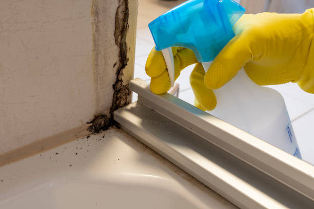 Best Emergency Mold Remediation in Hallsville, MO